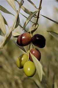 Olives